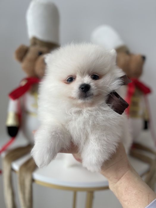 Померанські шпіци — Гарантовано закохаєтесь з першого погляду