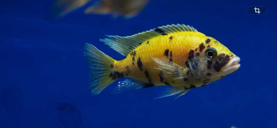 Aulonocara Calico OB amarelo