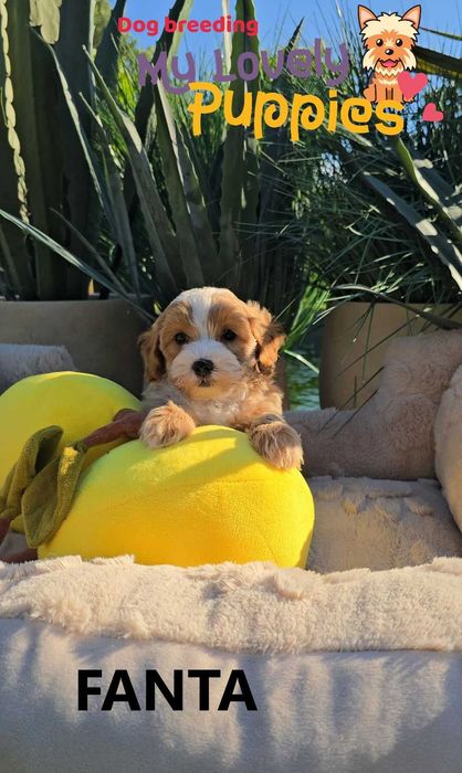 Cavapoo dziewczyna FANTA