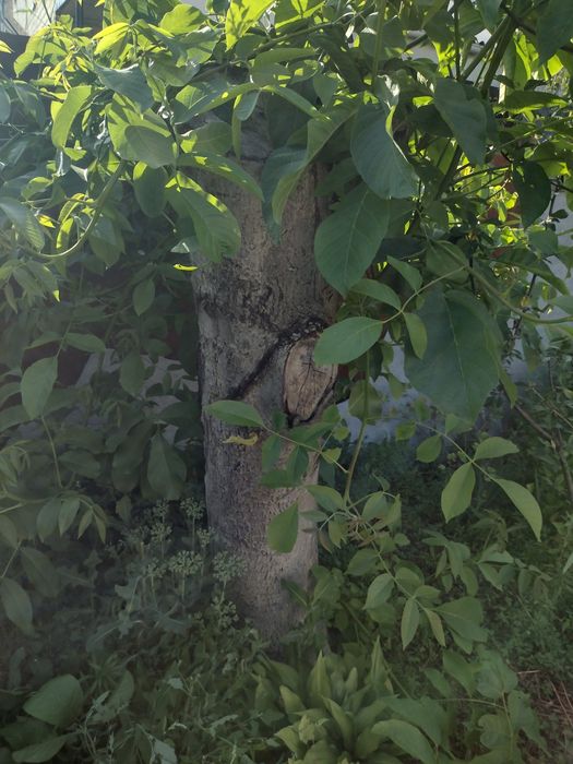 Продам горіх (стовбур), товстий, вік - 9 років