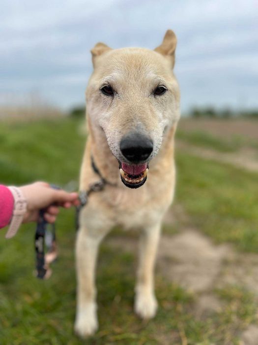 Mikki - 10 latek, który pokocha człowieka!