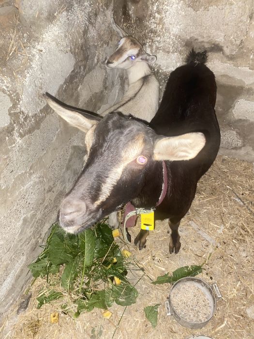 Метис молочного напрямку ( альпійська/зааненський тип )