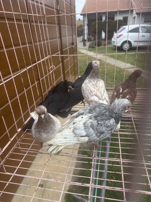 Sprzedam masciuchy 3 pary