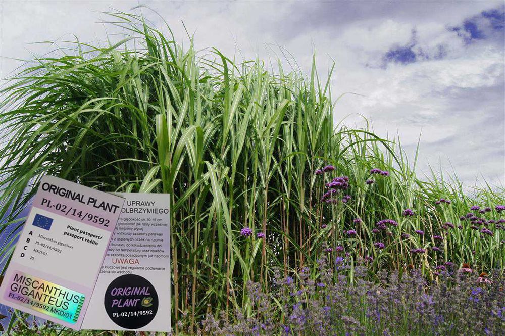 Miskant Olbrzymi Giganteus na żywopłot -Donice 3L   XXL Oryginalne !!!