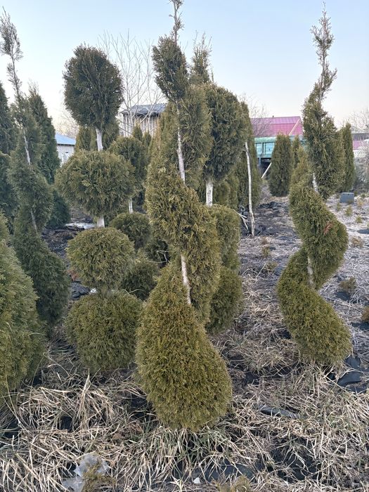 Туя смарагд та інші види хвойних