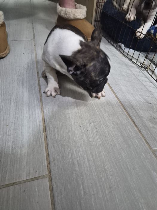 Buldogue frances