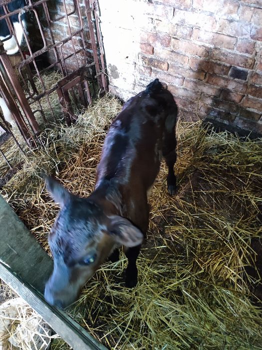 Продам теличку (тиждень)