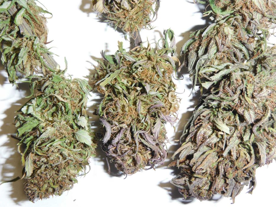 Susz konopny CBD CBG 100% Polska uprawa Naturalny!