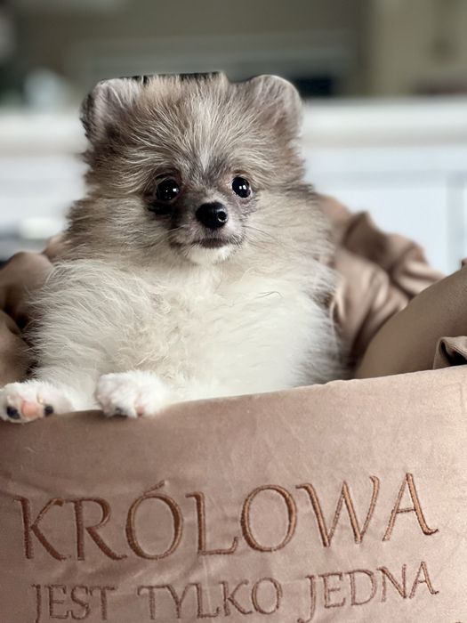 Szpic miniaturowy/pomeranian-maleńka dziewczynka