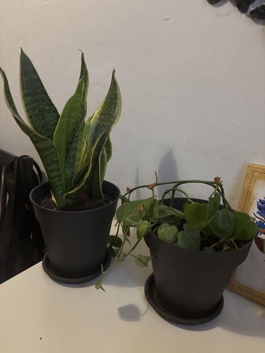 Plantas procuram novo lar - 3/5€ cada