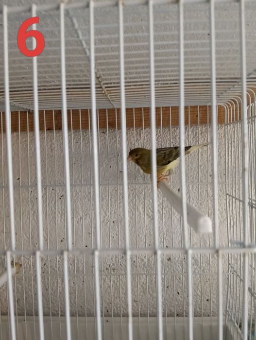 Canários de momento não tenho mais disponíveis