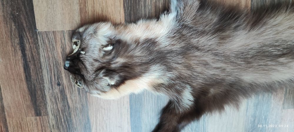 Мех куницы дикой