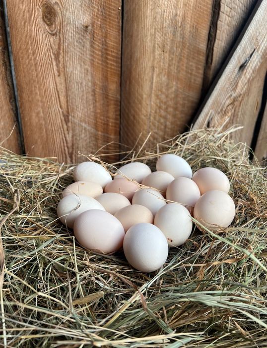Jajka, jaja wiejskie 1,10 zł od kur z wolnego wybiegu