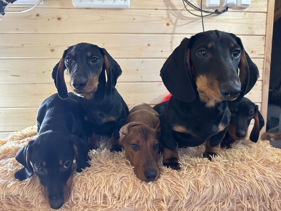 Цуценята гладкошерстної такси з документами/ гладкошерстная такса