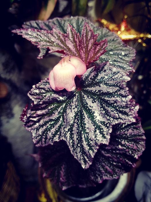 Begonia Pink Minx RZADKOŚĆ rośl. kolekcjonerska nie monstera variegata