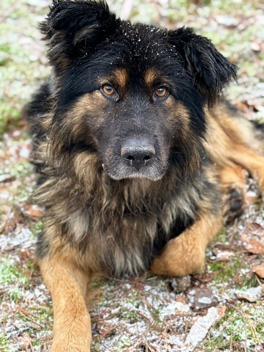 Najwspanialszy Łubin błaga o dom