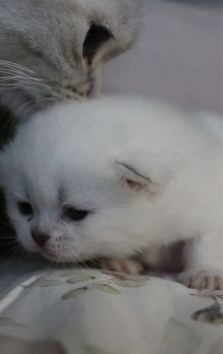 Продам кошеня(котик)