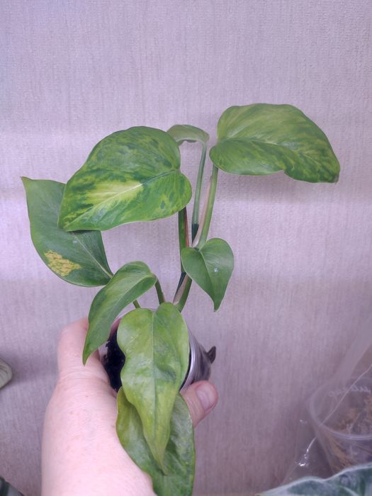 Эпипремнум Марбл Грин, Сциндаптус (Эпипремнум) Пиктус