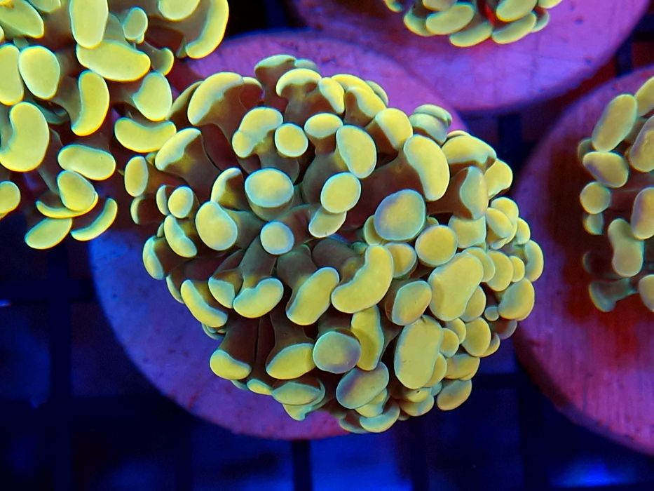 Euphyllia paraancora Rainbow Koralowce Akwarystyka morska Poznań