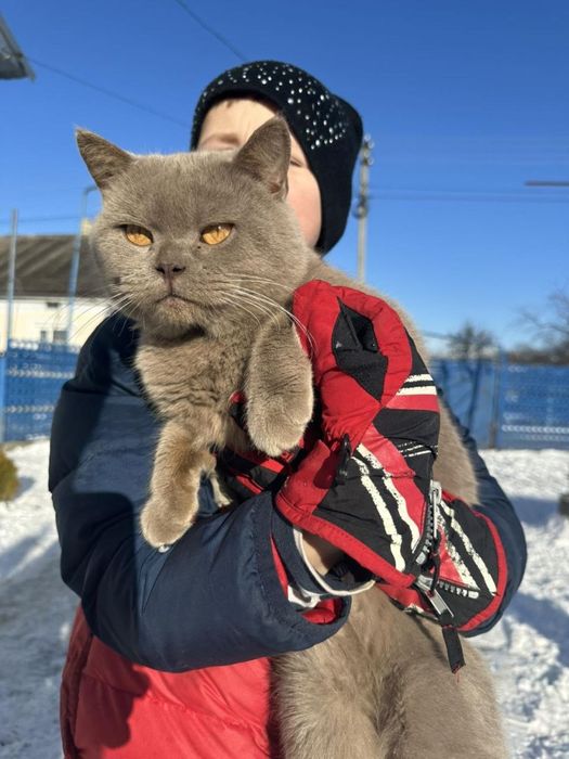 Шотландські прямовухі кошенята шукають люблячу сімʼю)