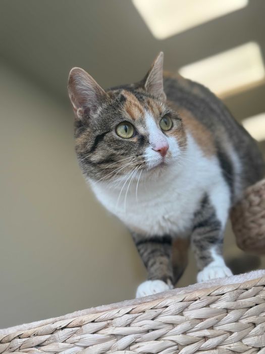 Beni - delikatna kotka szuka spokojnego domu!