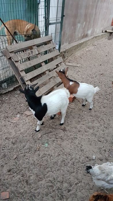 Vende-se cabras anãs