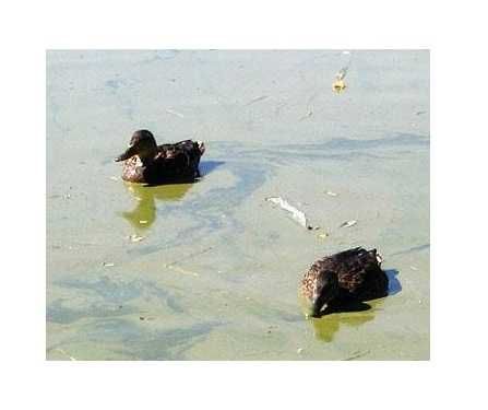 Kreda do stawu, kreda do wody, kreda do oczka wodnego 20kg, podnosi PH