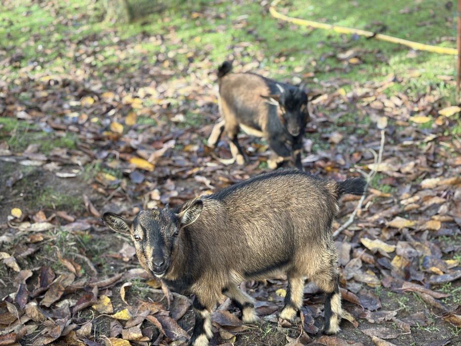 Vendo Cabras Anãs, criadas ao ar livre habituadas a pastar.