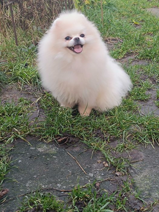 Померанський шпіц