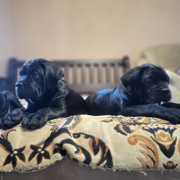 Цуценята Кане Корсо