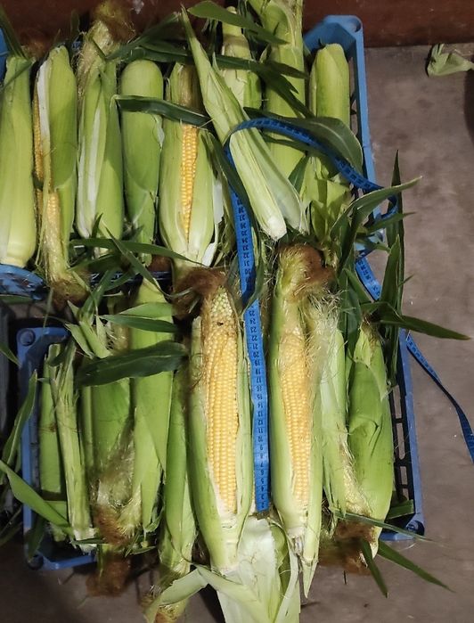 Продам  супер солодку кукурудзу
