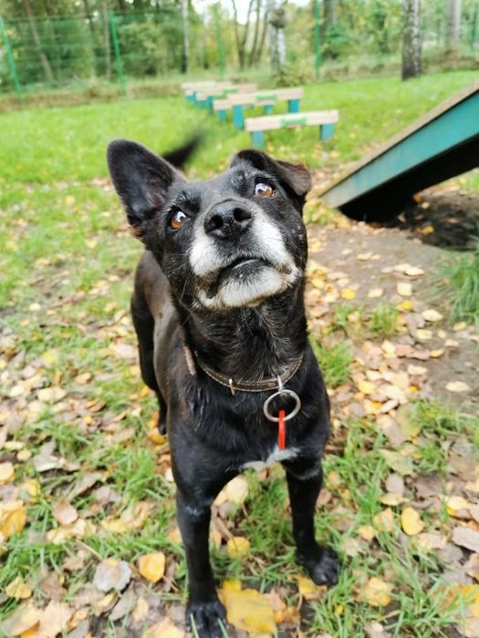 Stella-czeka na dom..