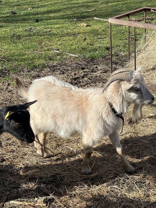 Raça de Cabras angorá.