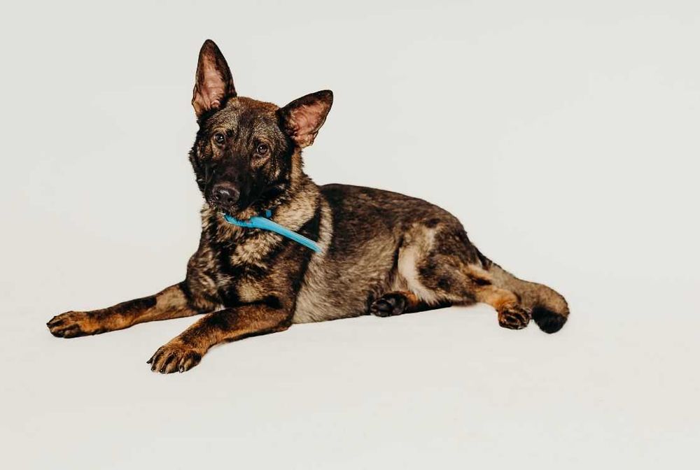 Aktywny, mądry i czujny Monte poleca się do adopcji!!!