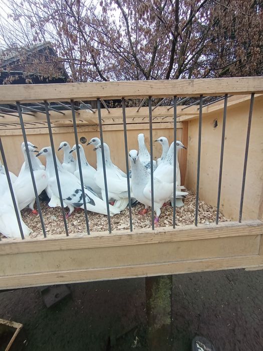 Jasne wyloty i z białym