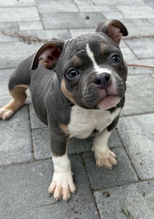 American bully piesek
