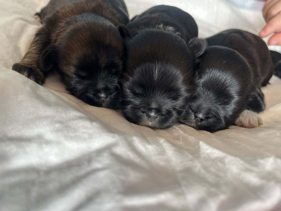 Szczeniaki Shih Tzu rezerwacja