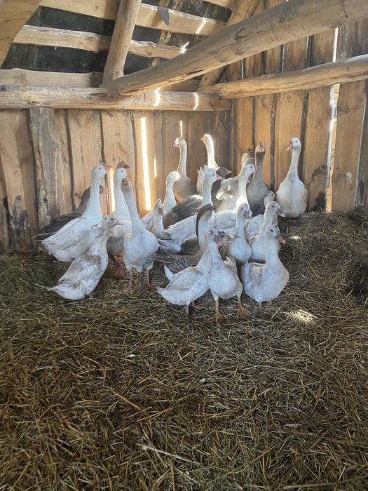 Гусі ,гусята ,гусенята