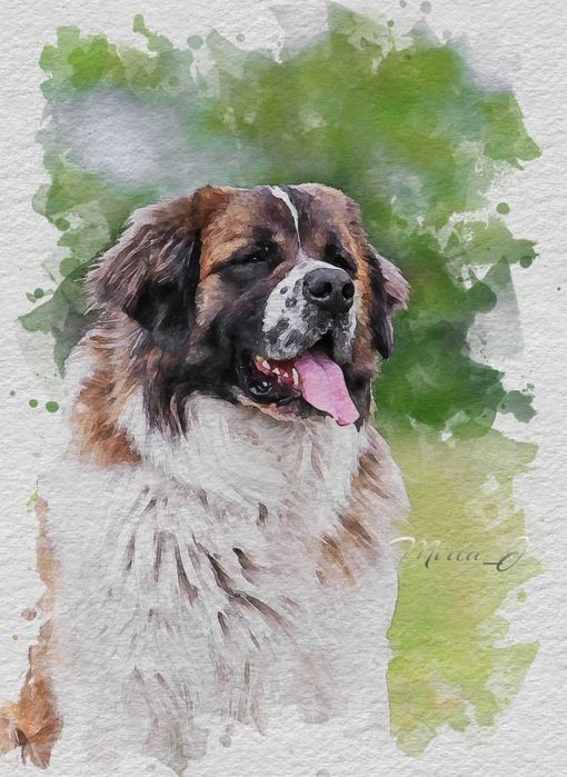 Кобель на вязку. Московская сторожева. Розв'язаний.