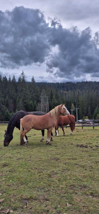 Haflinger 2 letni wałach