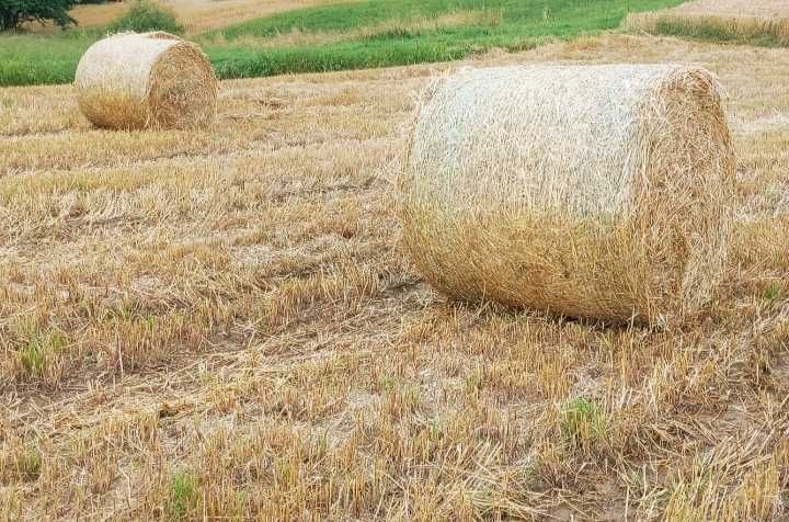 Owies, baloty słomy