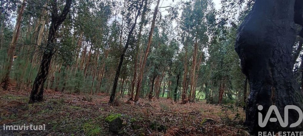 Terreno Agrícola em Bela