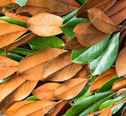 Folhas e pinhas para aquários, com taninos ou decoração