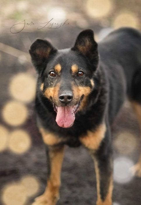 Maczo- prawie 8 lat w schronisku