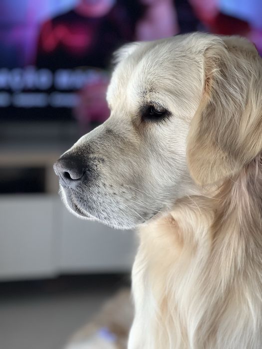 Golden retrievier