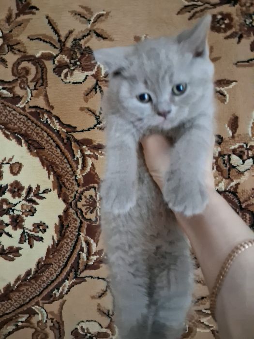 Шотланські кошенята