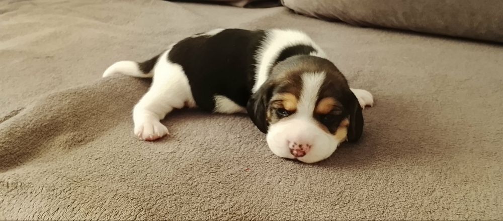 Szczeniaki rasy Beagle