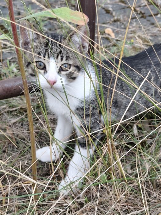Kotki do adopcji