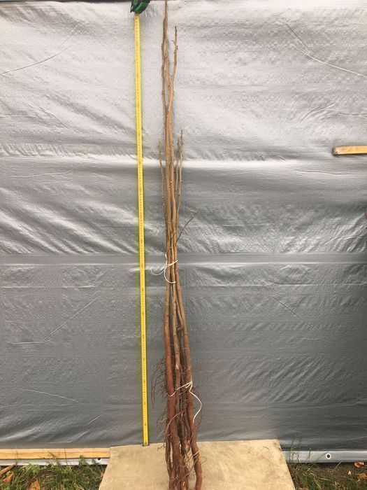 Саджанці горіха пекан (різних сортів)/Саженцы ореха пекан