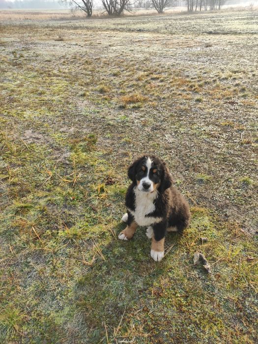 Berneński pies pasterski berneńskie z metryką i czipem